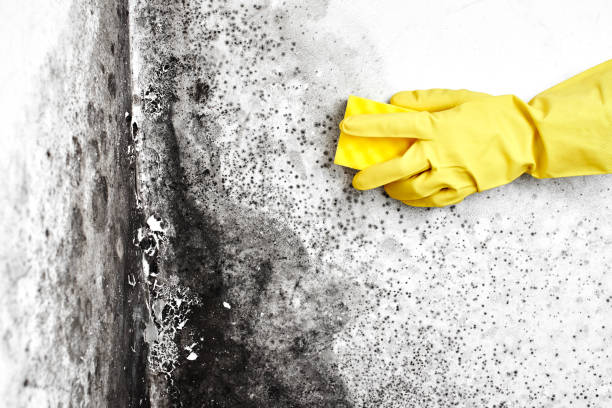 Best Best Mold Removal Companies  in Clatskanie, OR