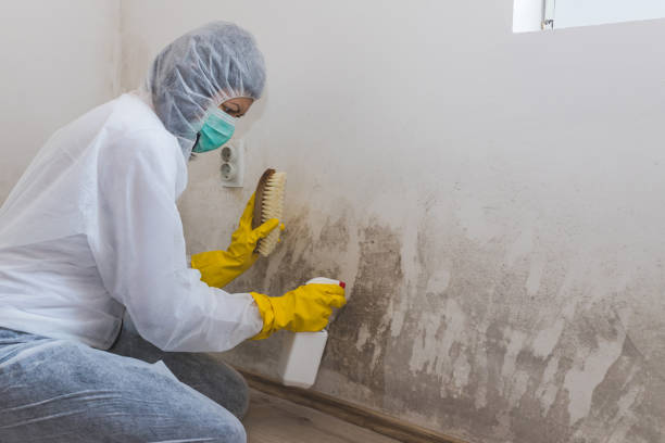 Crawl Space Mold Removal in Clatskanie, OR
