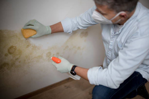 Best Office Mold Removal Services  in Clatskanie, OR
