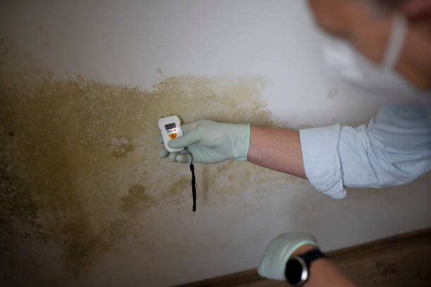 Best Commercial Mold Removal  in Clatskanie, OR