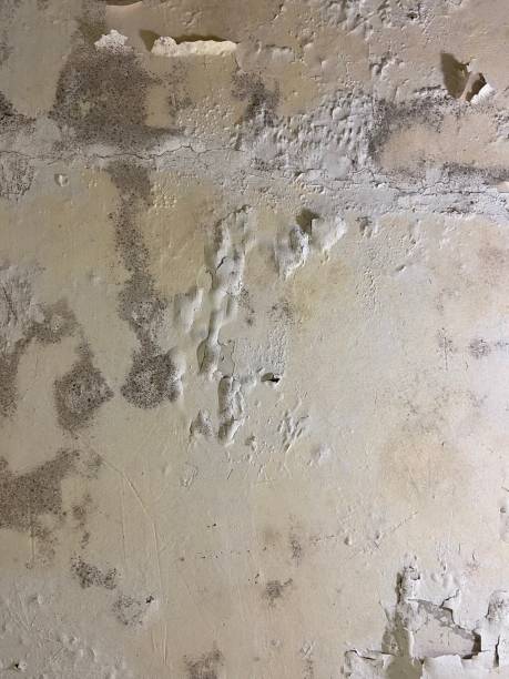 Best Mold Testing  in Clatskanie, OR